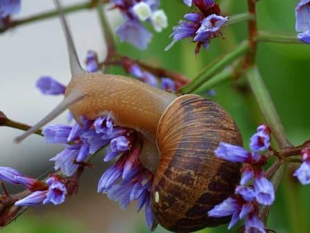 snail-flowers.jpg
